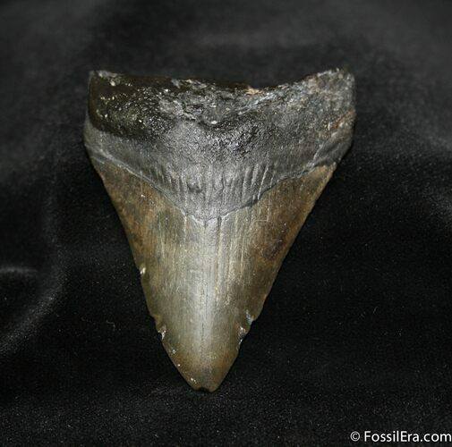 / Inch Georgia Megalodon Tooth #683